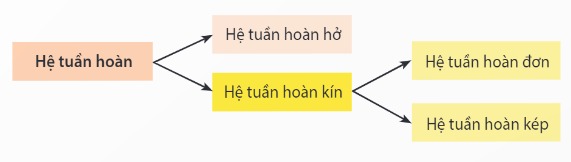 Các dạng của hệ tuần hoàn ở động vật là gì?