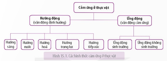 Các hình thức cảm ứng ở thực vật là gì?