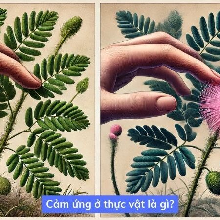 Lý thuyết về cảm ứng ở thực vật kèm sơ đồ tư duy – Sinh 11