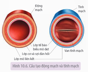 Cấu tạo của hệ mạch là gì?