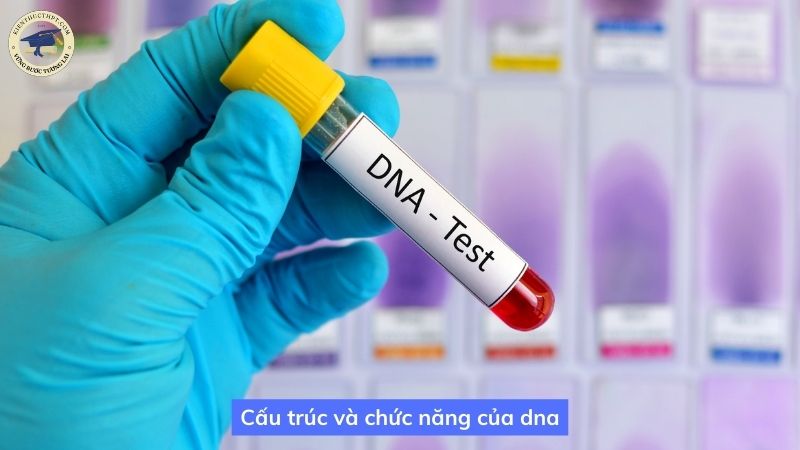 Cấu trúc và chức năng của dna