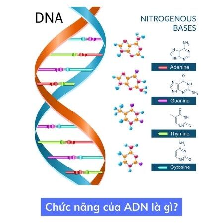 Chức năng của DNA là gì? Cấu tạo, cấu trúc chức năng DNA