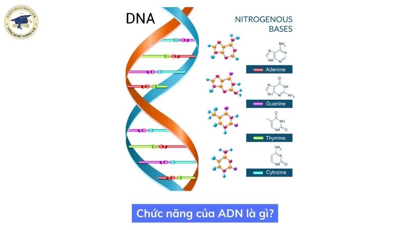 Chức năng của ADN là gì?