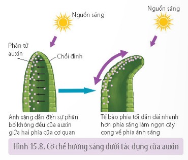 Cơ chế của cảm ứng ở thực vật là gì?