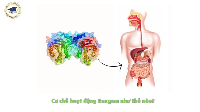 Cơ chế hoạt động Enzyme như thế nào?