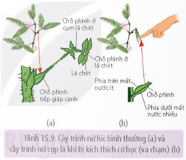 Cơ chế ứng động không sinh trưởng