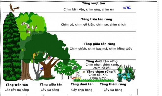 Đặc trưng về phân bố các cá thể của quần xã