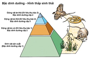 Đặc trưng về quan hệ dinh dưỡng của các nhóm sinh vật trong quần xã