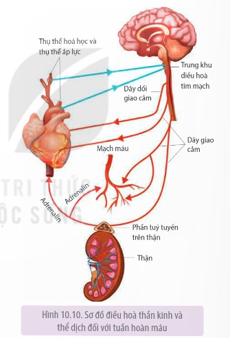 Điều hòa hoạt động của hệ tim mạch như thế nào?