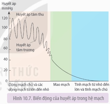 Hệ mạch hoạt động như thế nào?