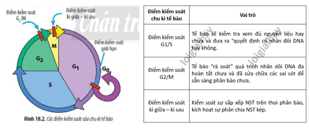 Hệ thống kiểm soát chu kì tế bào là gì?