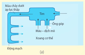 Hệ tuần hoàn hở: