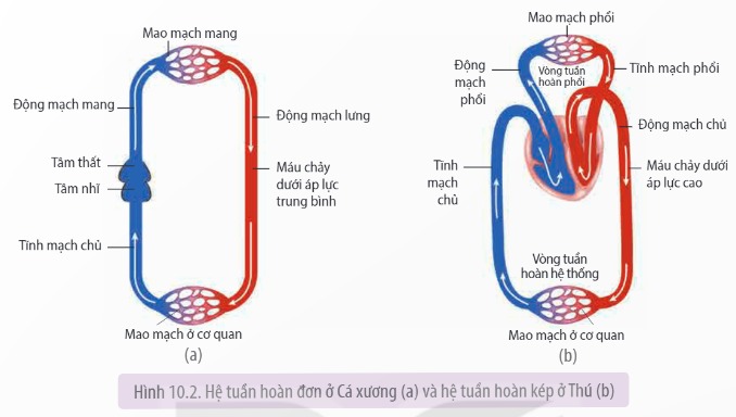 Hệ tuần hoàn kín: