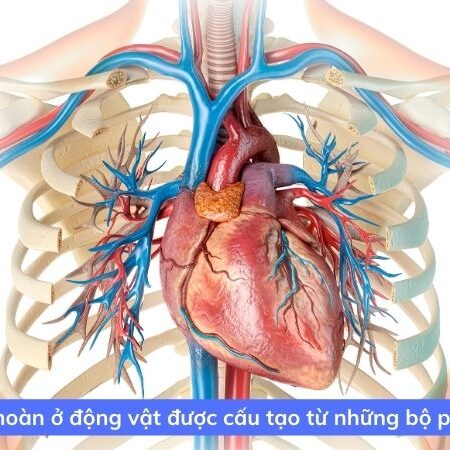 Lý thuyết tuần hoàn ở động vật SGK kết nối tri thức lớp 11