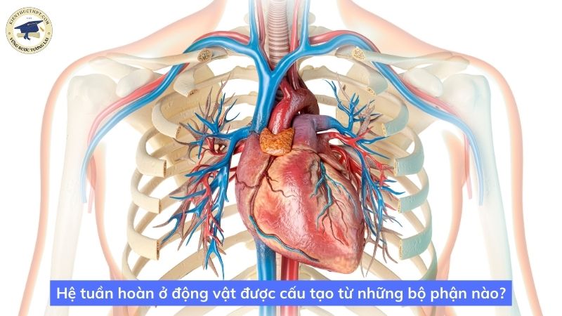 Hệ tuần hoàn ở động vật được cấu tạo từ những bộ phận nào?