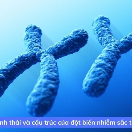 Đột biến nhiễm sắc thể là gì? Các dạng đột biến số lượng NST