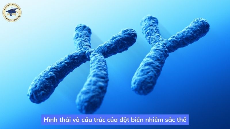 Hình thái và cấu trúc của đột biến nhiễm sắc thể