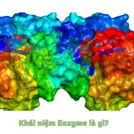 Enzyme là gì? Cơ chế hoạt động của enzyme như thế nào?