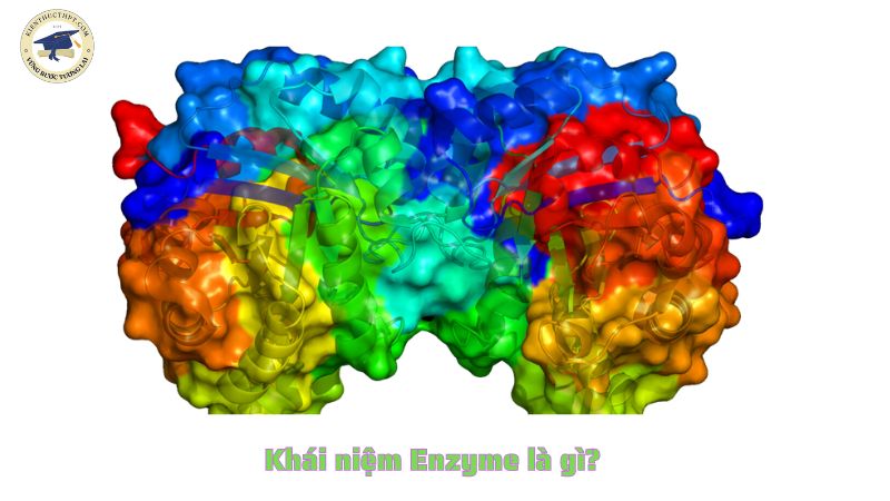 Khái niệm Enzyme là gì?