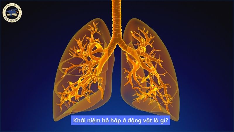 Khái niệm hô hấp ở động vật là gì?