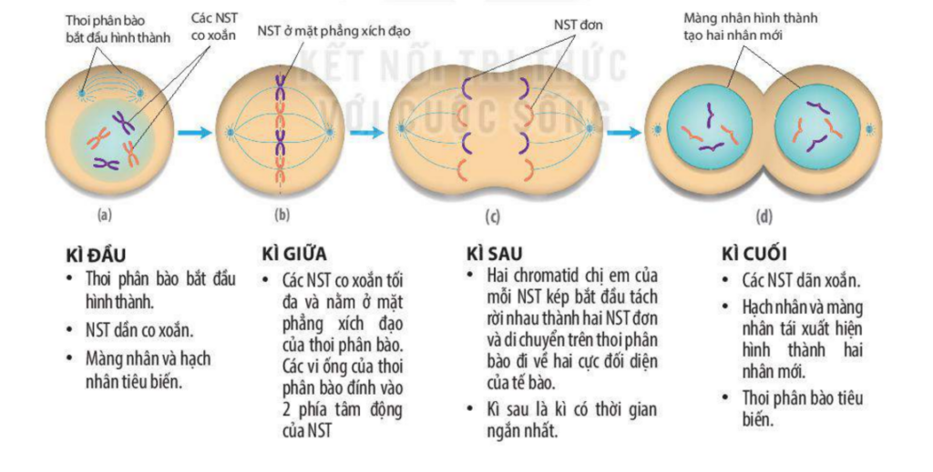 Khái niệm quá trình nguyên phân