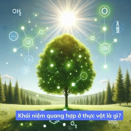 Lý thuyết sinh học 11: Quá trình quang hợp ở thực vật – KNTT