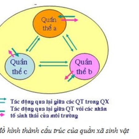 Lý thuyết quần xã sinh vật là gì? Sơ đồ tư duy của quần xã sinh vật