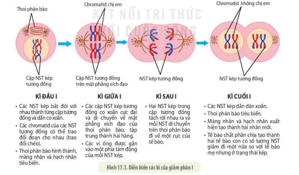 Quá trình xảy ra cơ bản của NST trong quá trình giảm phân