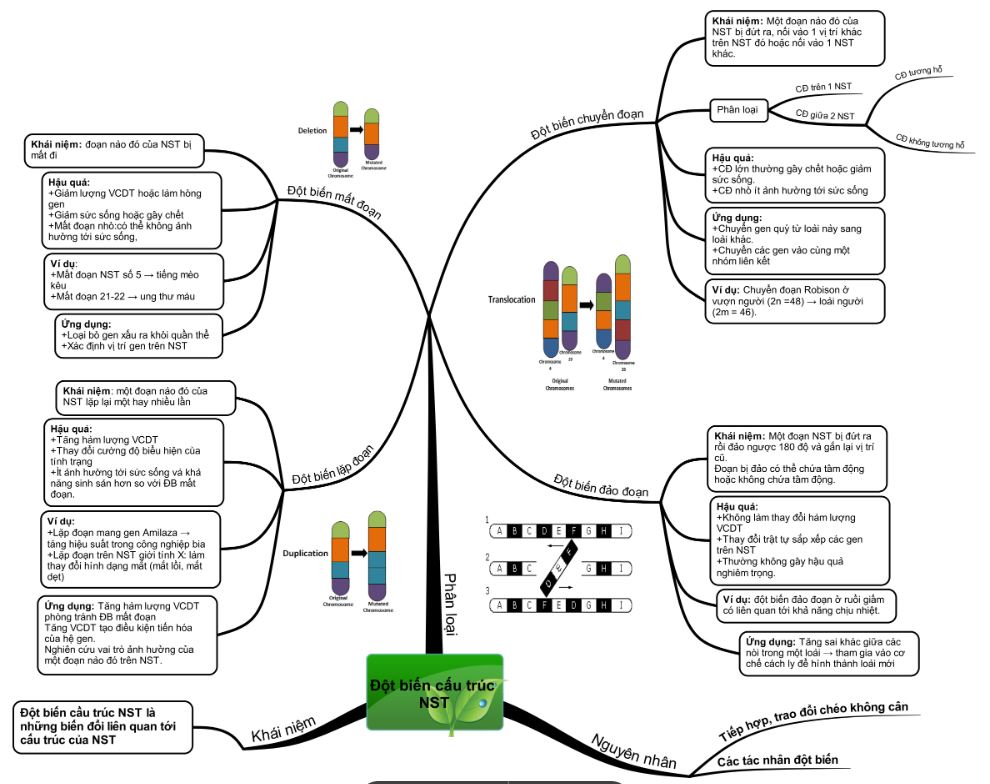Sơ đồ tóm tắt lý thuyết đột biến nhiễm sắc thể
