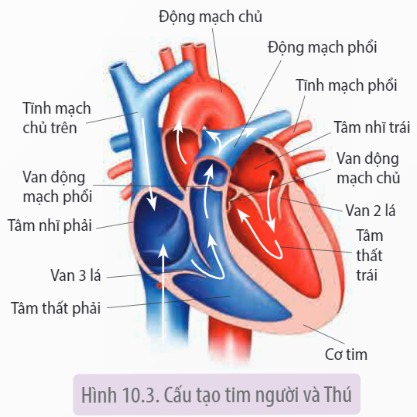 Tim có cấu tạo như thế nào?