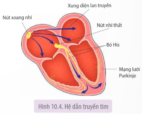 Tim hoạt động như thế nào?