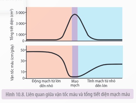 Vận tốc máu