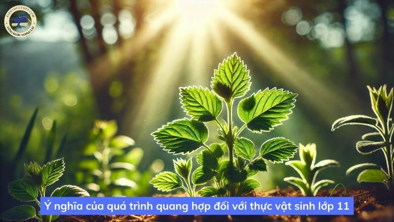 Ý nghĩa của quá trình quang hợp đối với thực vật sinh lớp 11