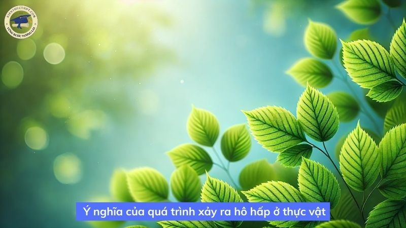 Ý nghĩa của quá trình xảy ra hô hấp ở thực vật