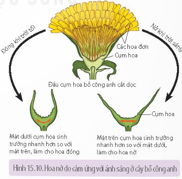 Cơ chế ứng động không sinh trưởng