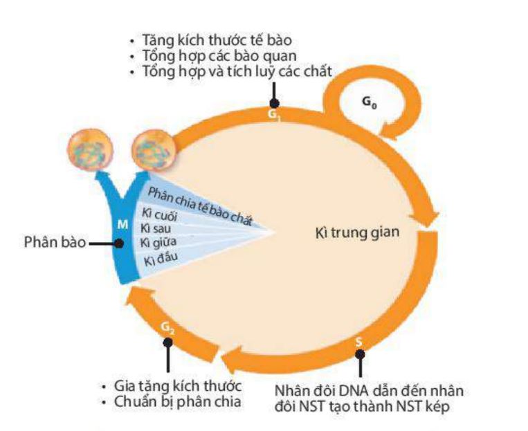 Chu kì tế bào gồm những giai đoạn nào?