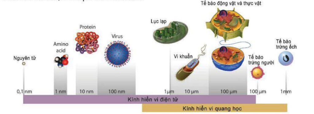 Đặc điểm chung cấu tạo tế bào nhân sơ như thế nào?