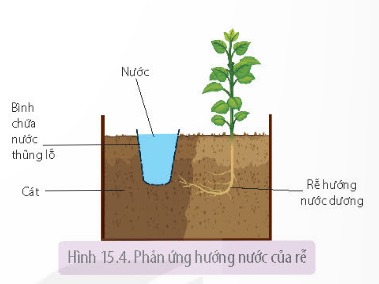 Hướng nước