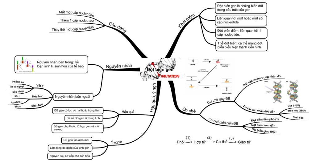 Sơ đồ tư duy đột biến gen