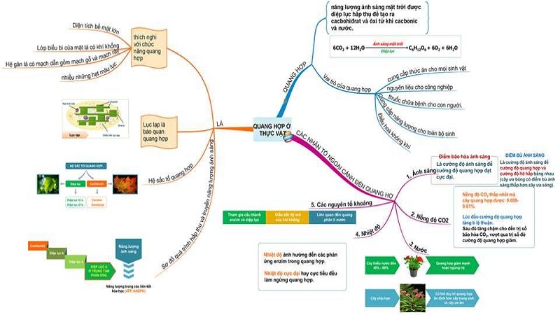 Sơ đồ tư duy quang hợp ở thực vật
