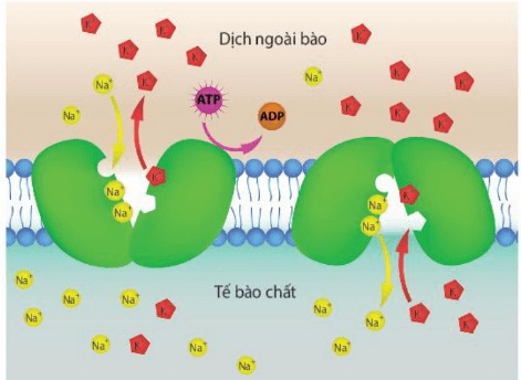 Bơm Na-K là một loại protein sử dụng năng lượng từ ATP để vận chuyển các ion Na+ và K+ ra vào tế bào ngược chiều gradient nồng độ