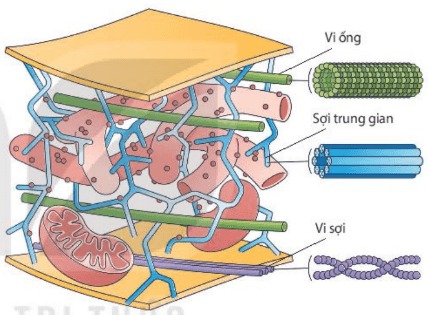 Bộ khung xương tế bào