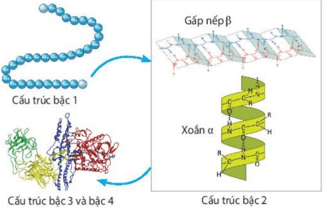 Các bậc cấu trúc không gian của protein