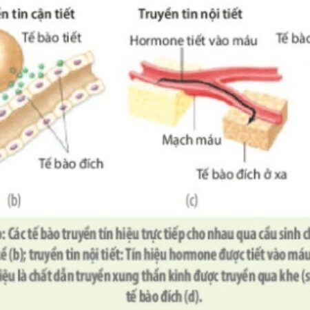 Lý thuyết SGK Sinh học 10: Quá trình truyền tin tế bào