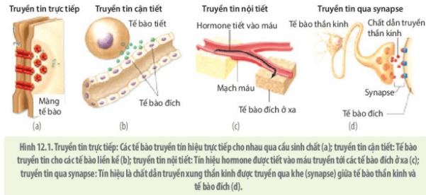 Các hình thức truyền tin tế bào phổ biến trong cơ thể đa bào