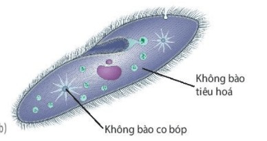 Các không bào trong trùng đế giày