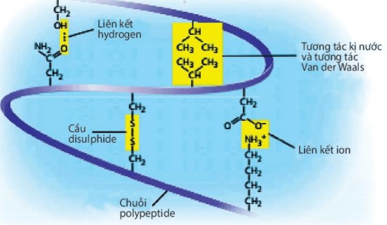 Các liên kết hóa học duy trì cấu trúc không gian của protein