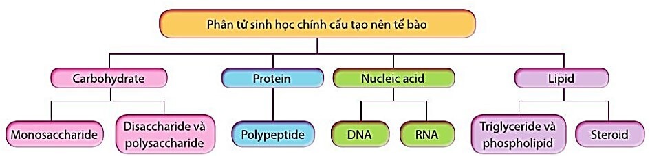 Các nhóm phân tử sinh học chính cấu tạo nên tế bào