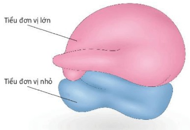 Cấu tạo ribosome