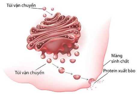 Cấu trúc bộ máy Golgi